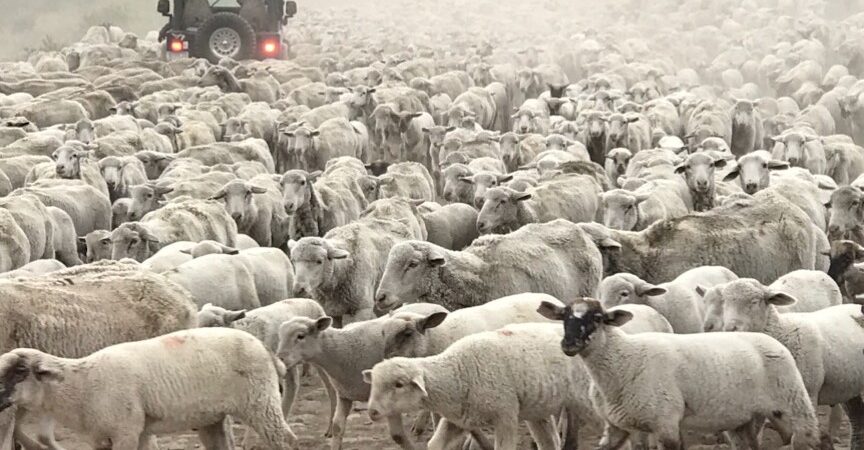Always Going Against the Crowd?